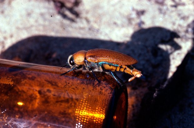 A male Julodimorpha bakewelli beetle perched on the dimpled base of a brown stubby beer bottle